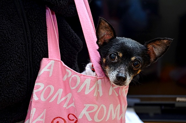 růžová taška, pes
