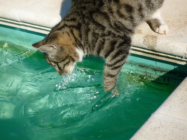 kočka u vody