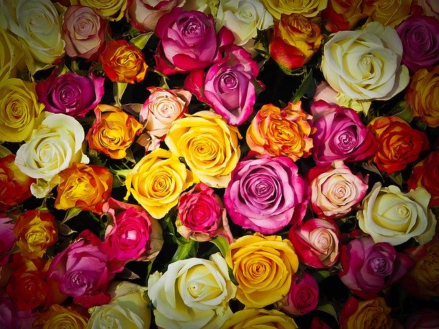 různobarevná kytice růží